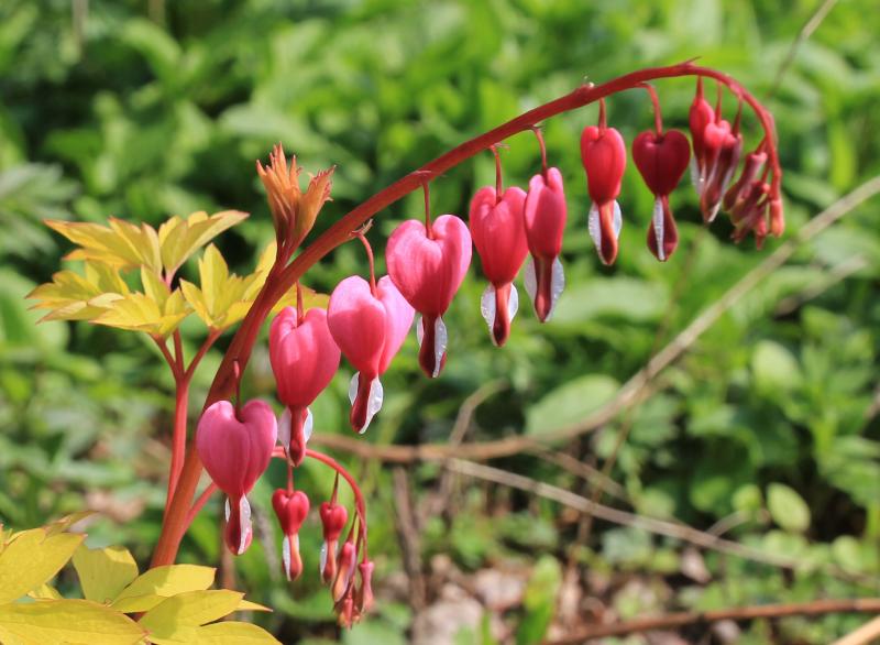 A red, vine-like branch with several pink, heart-shaped flowers hanging from it