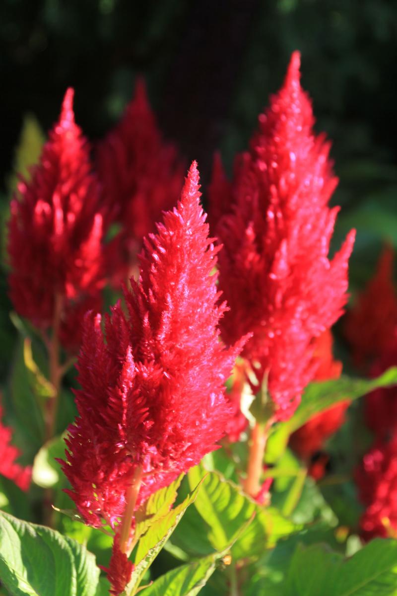A cluster of spire-shaped, bright pink flowers