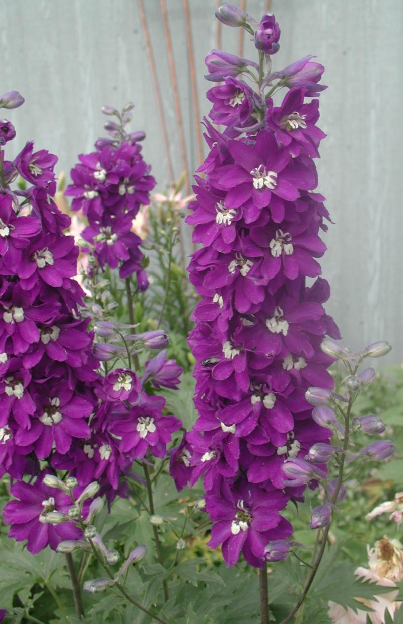 A group of tall green stems with purple and white flowers