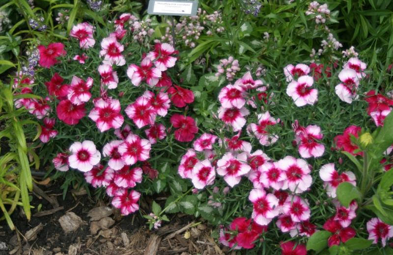 A bushy, green plant with several pink and white flowers.