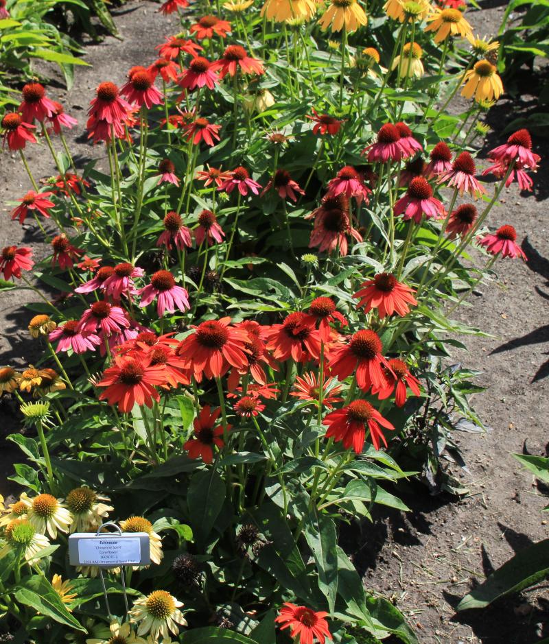 A group of bright, purple, red, yellow, pink, and orange coneflowers.