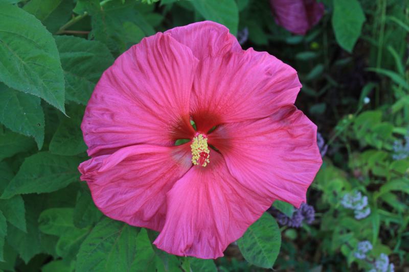 Closeup of a large, bright pink flower