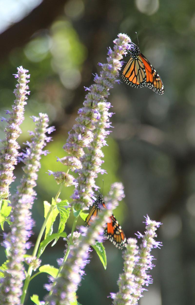 An orange and black monarch butterfly sitting on a tall, skinny branch of small white flowers