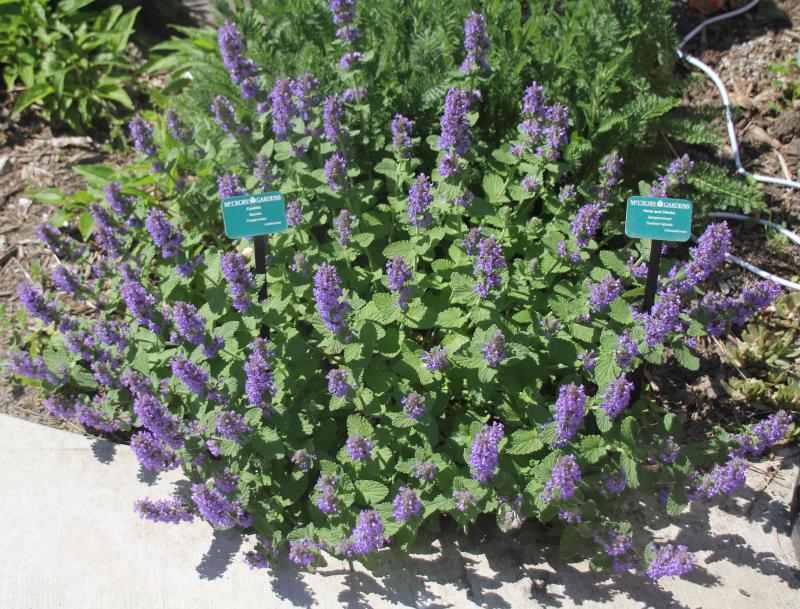 A group of spire-like, purple flowers in a bushy, green plant.