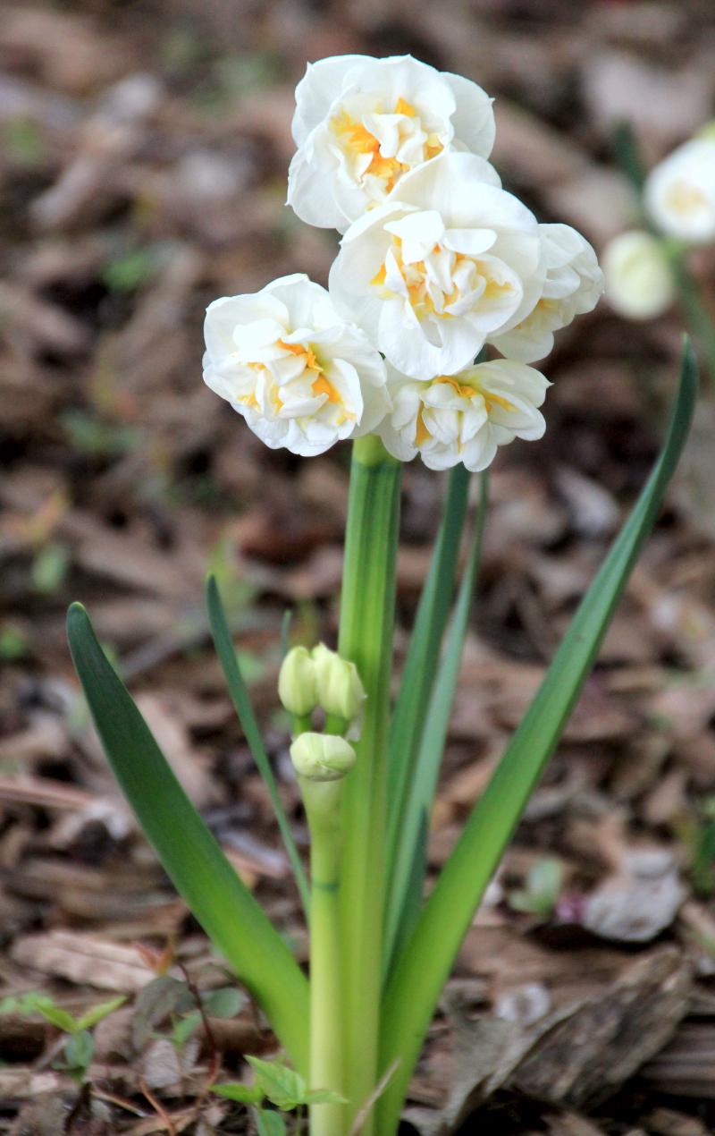 A green, flowering plant with several white and yellow flowers.