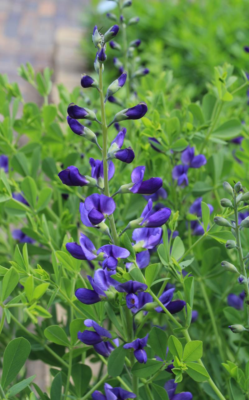 A tall, thin, green plant with branching purple flowers.