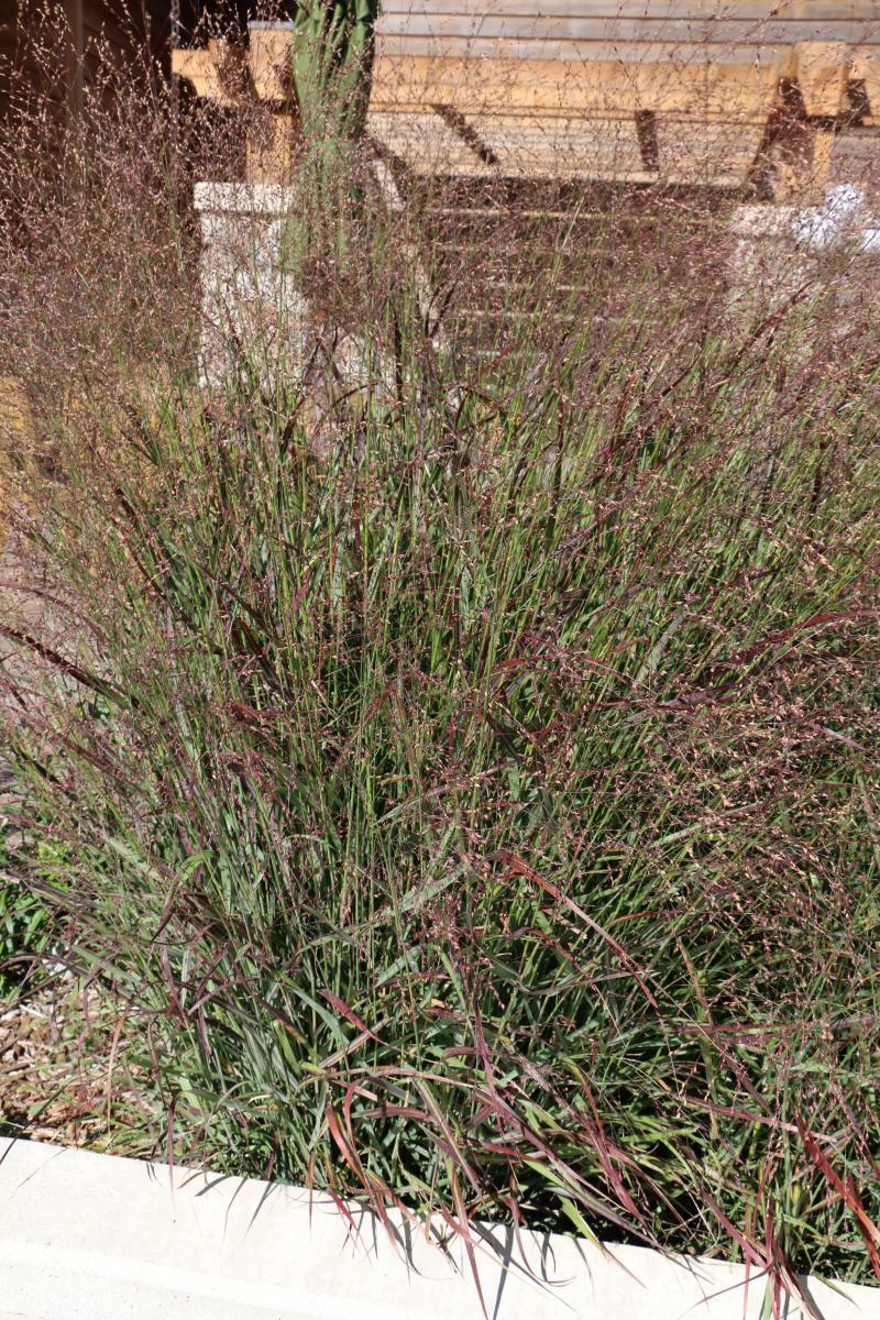 A patch of tall, thin, green-and-red-colored grass blades.