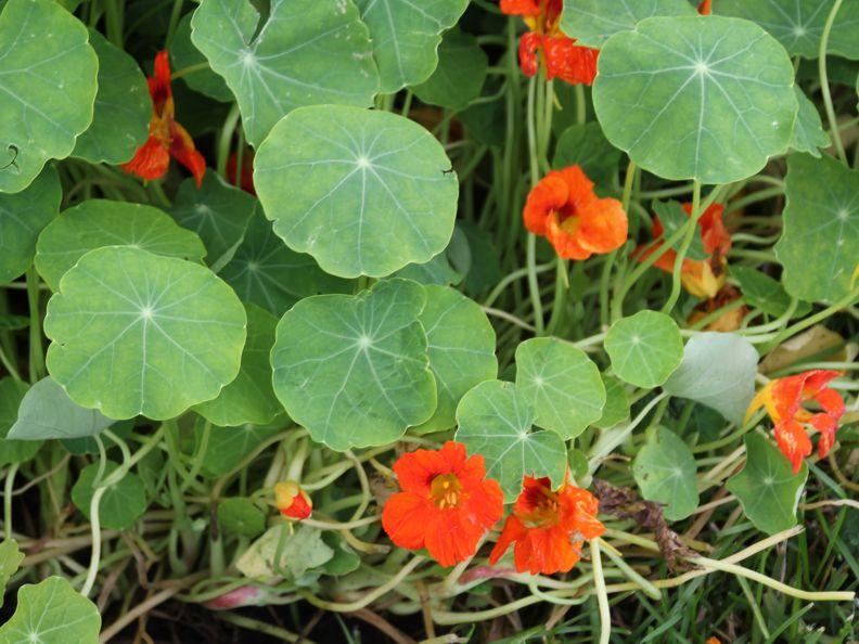 A green plant with large, round leaves and bright orange flowers.