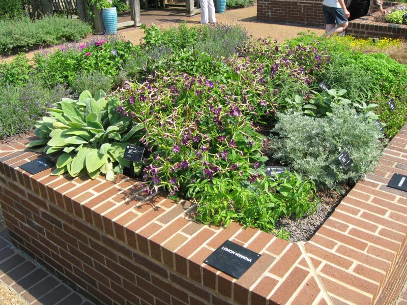 A square, brick planting enclusure with a variety of sensory plants inside.