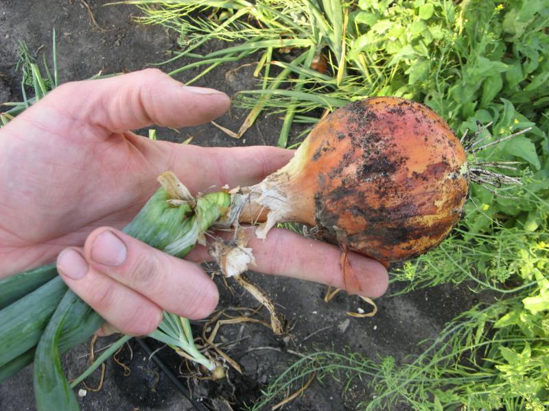 a hand holding an onion and twisting the top off