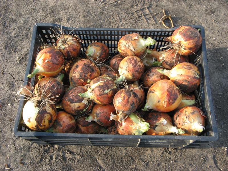 a bunch of onions in a rectangle basket