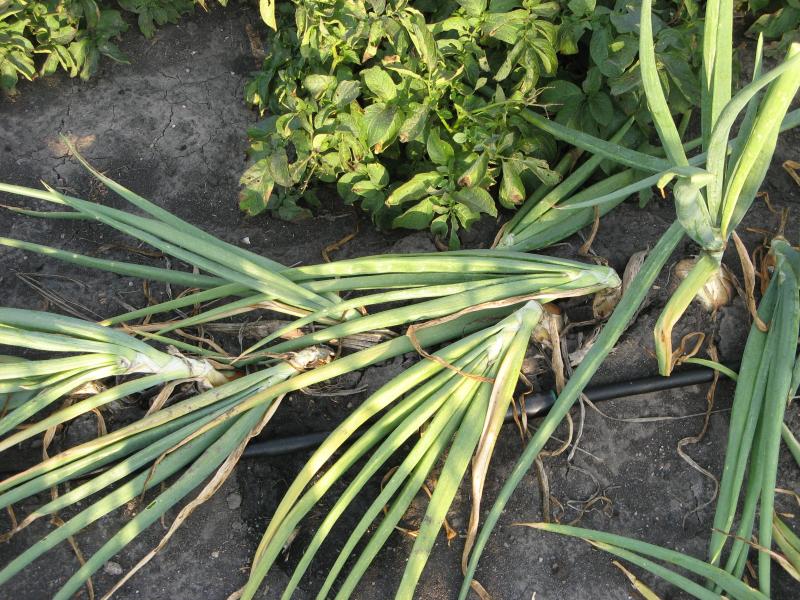 onions still in the ground with their tops bending over