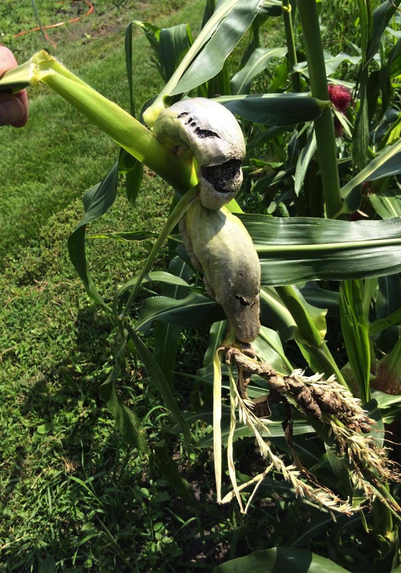 A fuzzy, white and grey growth on a sweet corn stem.