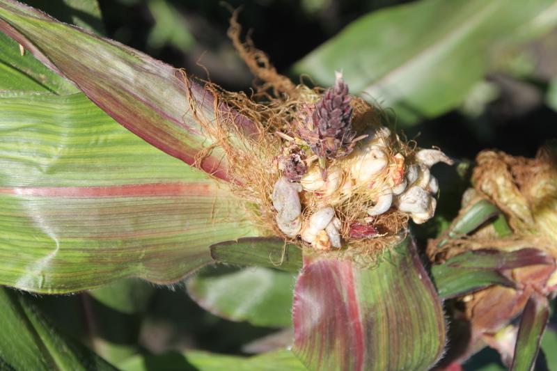 A pop-corn like white and grey growth on a sweet corn tassel