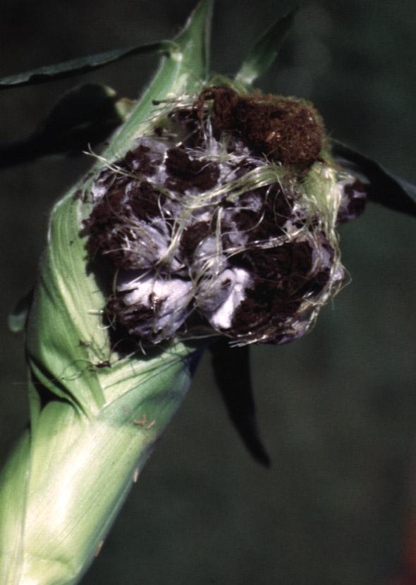 A large, cotton-like, black and white growth on a sweet corn tassel.