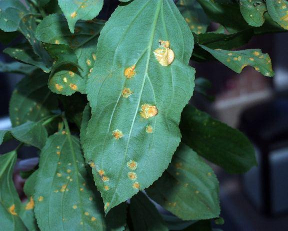 buckthorn leaves with rust on them