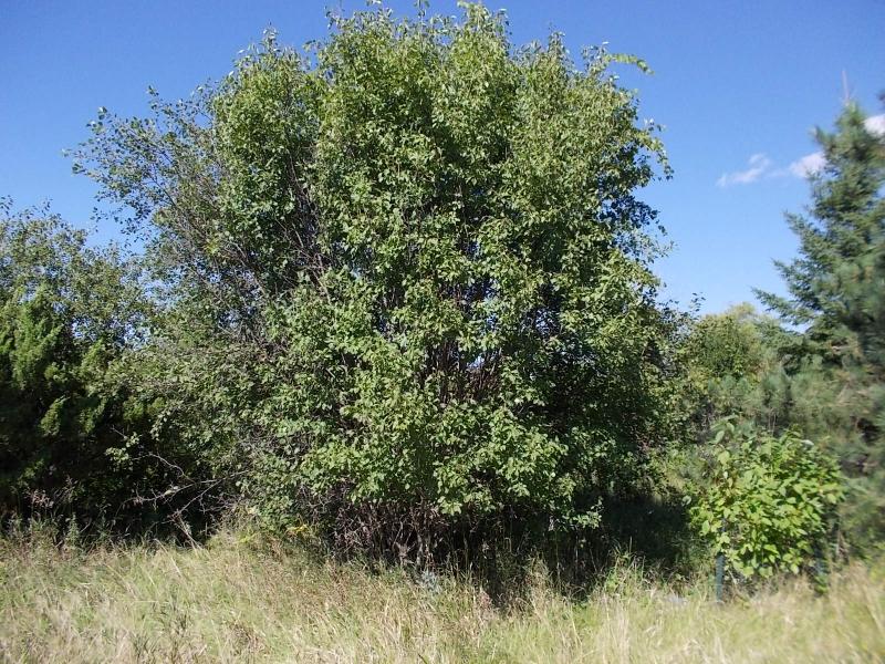 a buckthorn plant in a field