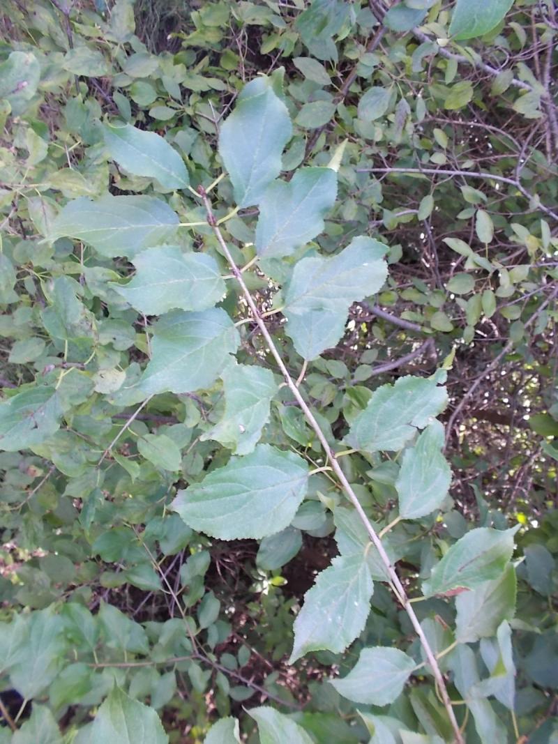 a twig of a buckthorn plant