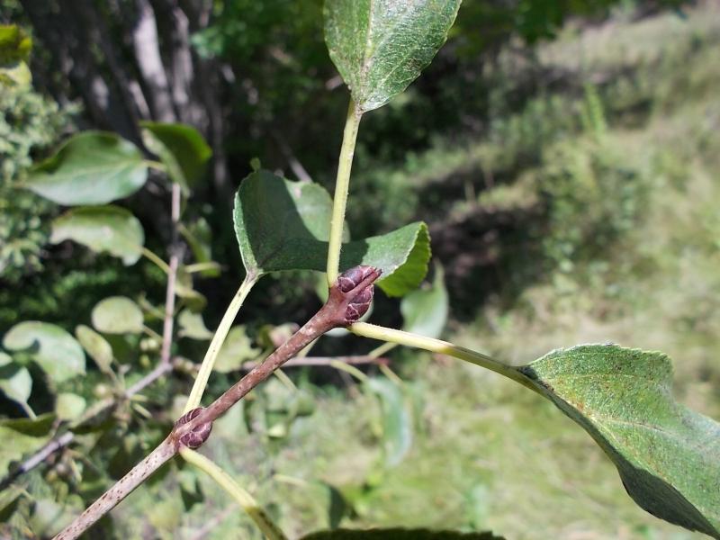 a stem of a buckthorn branch