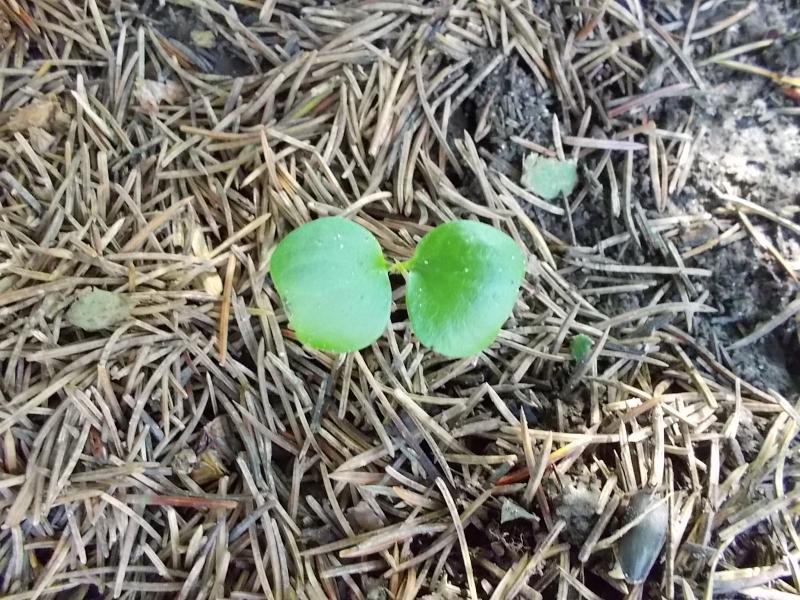 a single buckthorn seedling starting to grow