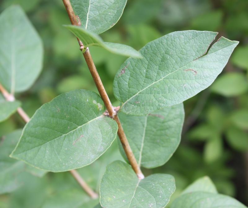 A brown, upright twig with green leaves.