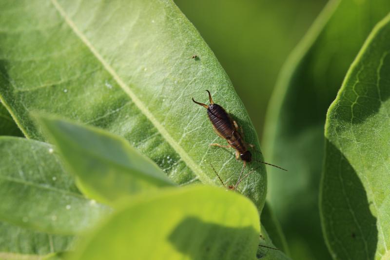 A long, brown bug with a pincher-shaped tail sitting atop a green leaf.