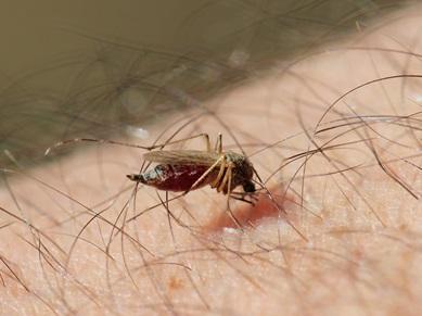 A small mosquito feeding on an arm