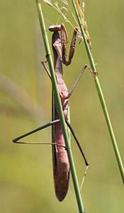 Chinese mantis adult