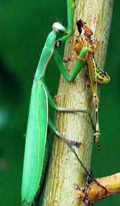 European mantis adul