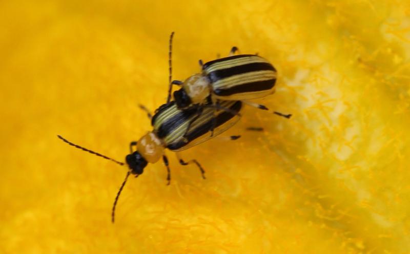 A pair of black and yellow stripped beetles in mating position