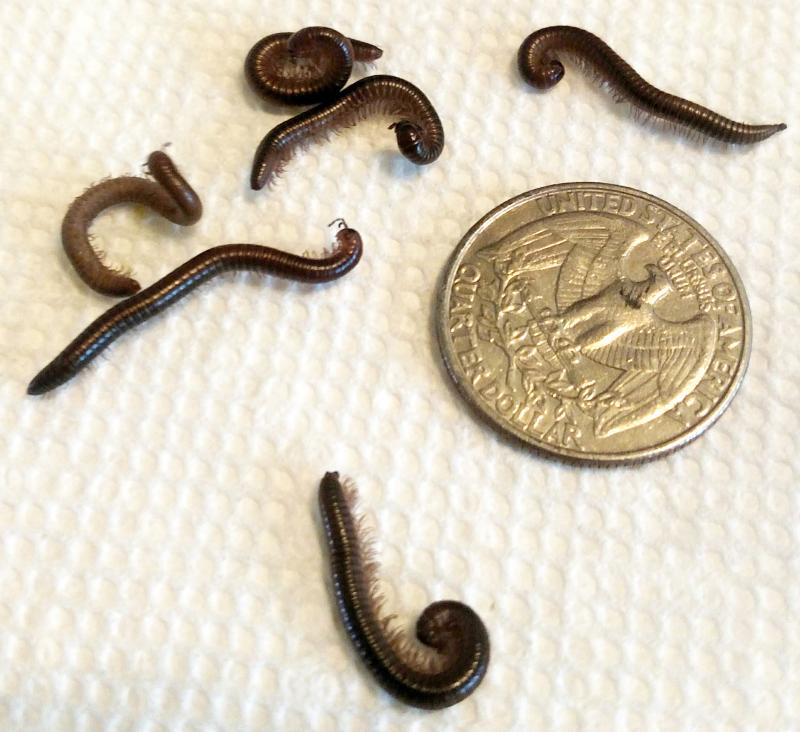 millipedes with small and dark brown with rounded bodies next to a quarter.