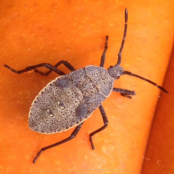 A gray and brown speckled nymph on an orange pumpkin