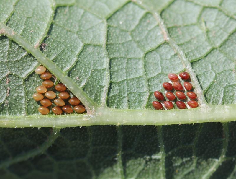 clusters of spherical, bronze colored eggs on the underside of a leaf