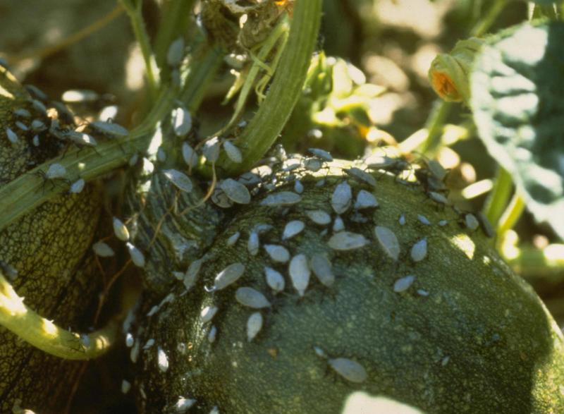 Small, white squash bug nymphs clustered on a green pumpkin
