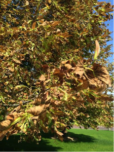A tree with leaves containing small specks expanding to larger blotches.