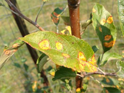 A green leaf with yellow spots with brown halos.