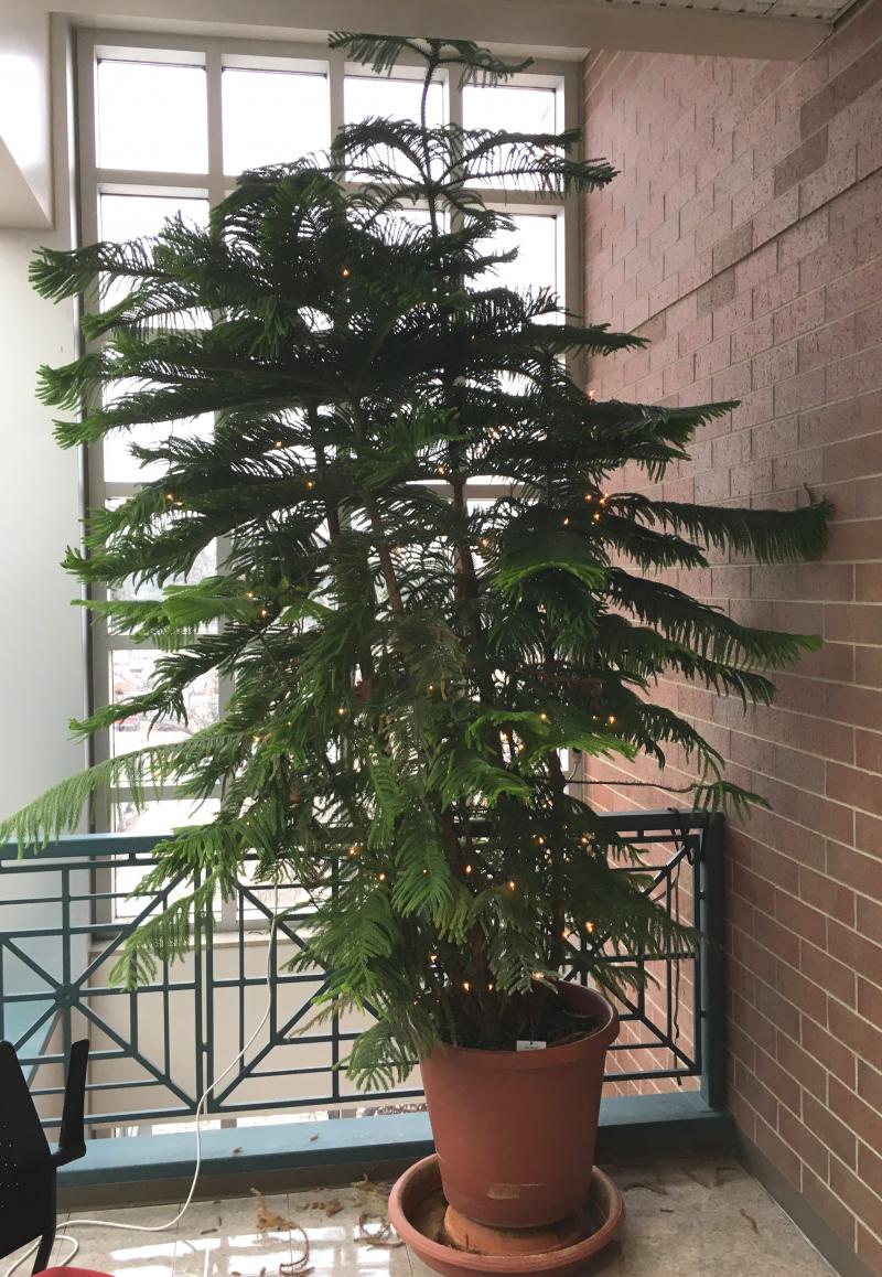 A tall norfolk island pine tree