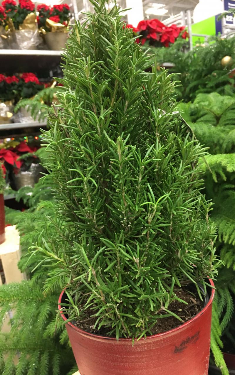 a potted rosemary tree