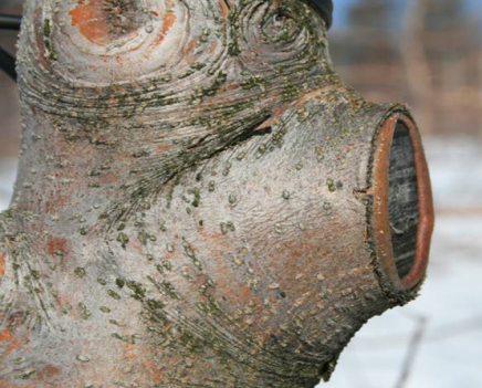 tree branch cut off at the edge of the collar
