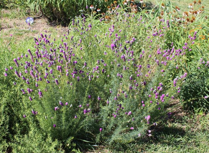Purple prairie clover bush