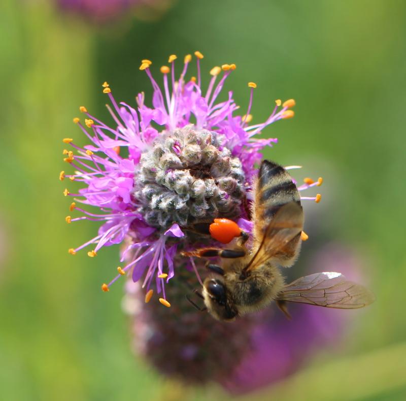 purple prairie clover in bloom attracting bees