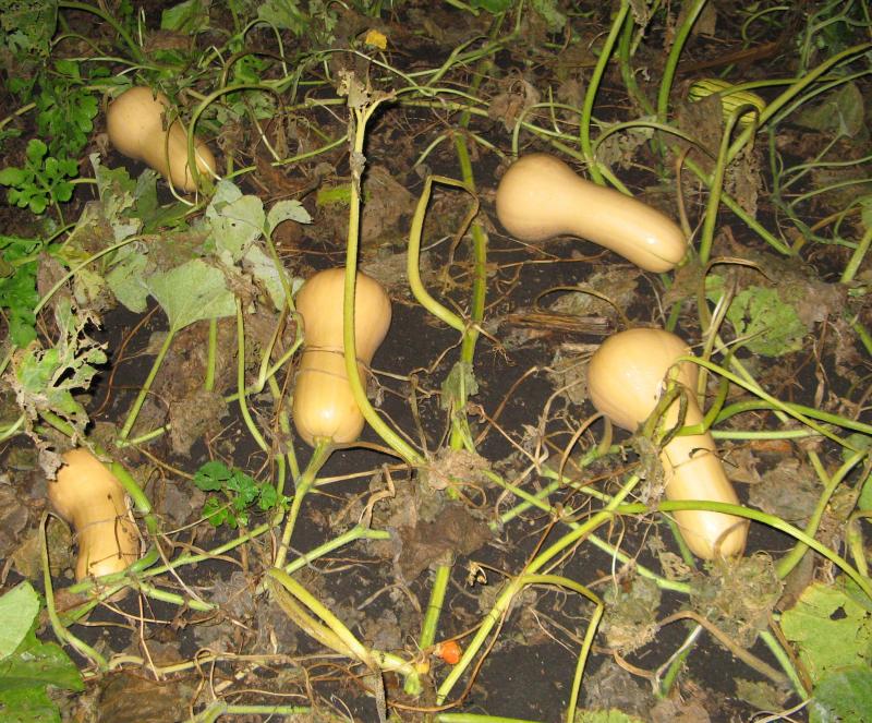 yellow-orange butternut squash on the vine in the garden