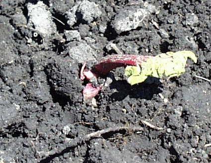 a young rhubarb plant emerging from the soil