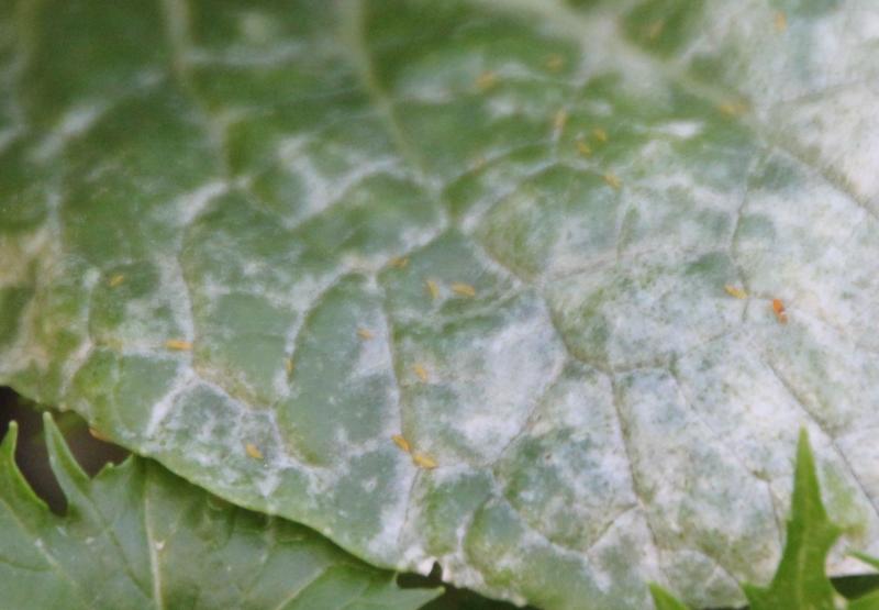 Tiny orange insects feeding on a green leaf
