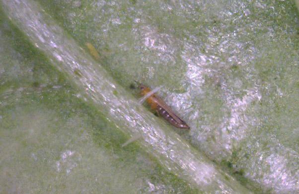 a small whie nymph and a larger, long adult insect on a leaf