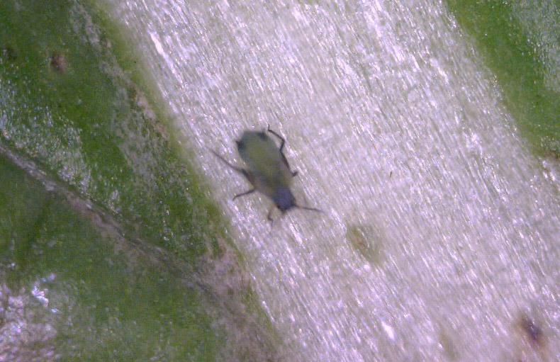 A small green and black insect on a white patch on a leaf