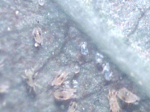 A group of small, translucent spider-like mites on a green leaf.