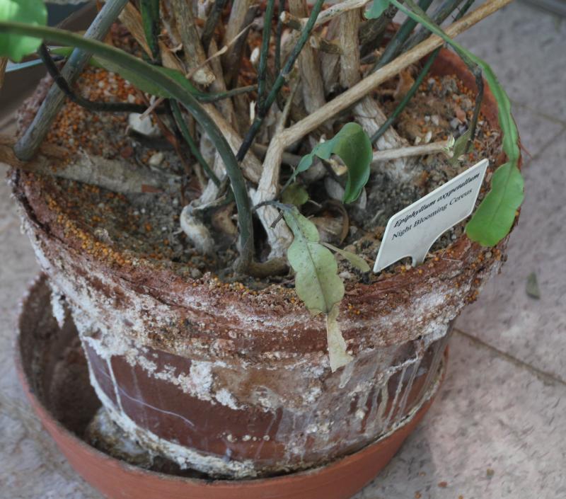 A brown clay pot with white patches of salt building on its exterior