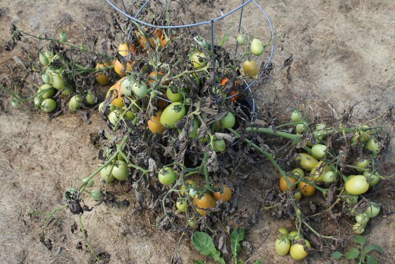 ripe and underripe tomatoes