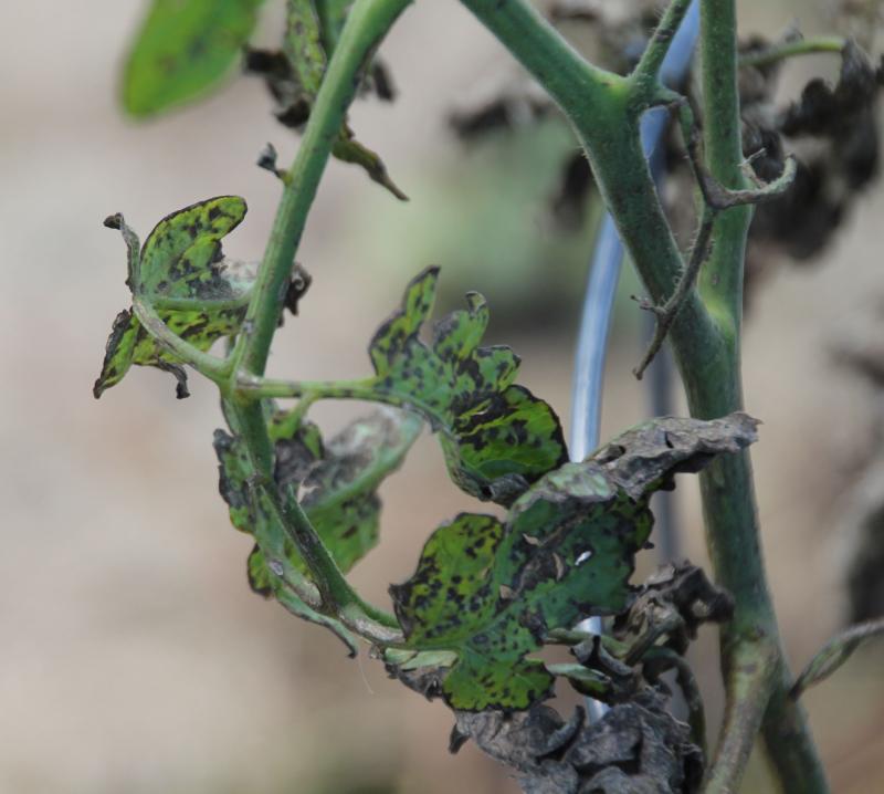 tomato leaves damaged by Septoria leaf spot.